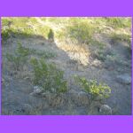 Desert Plants 2.jpg